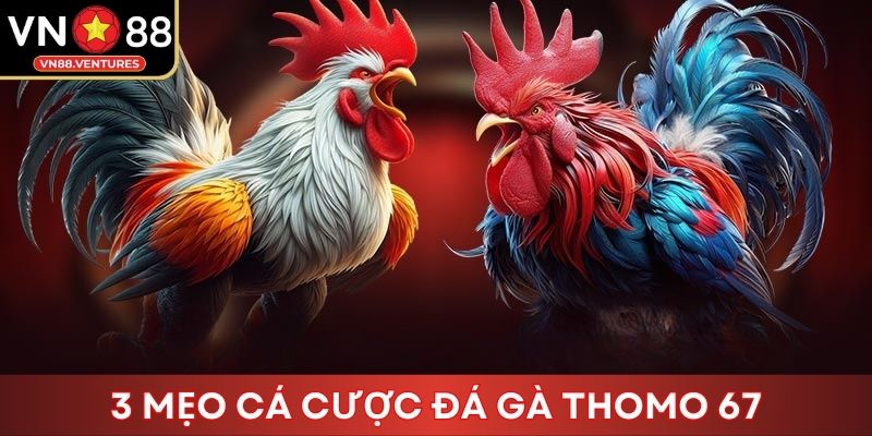 3 mẹo cá cược đá gà Thomo 67 3 mẹo cá cược đá gà Thomo 67