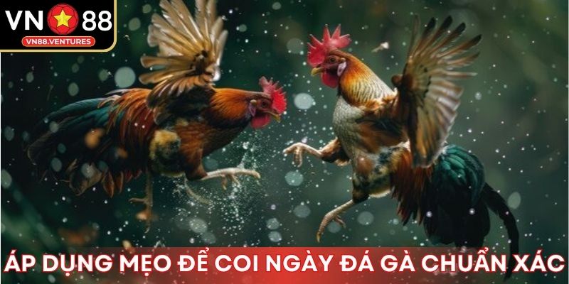Áp dụng mẹo để coi ngày đá gà chuẩn xác