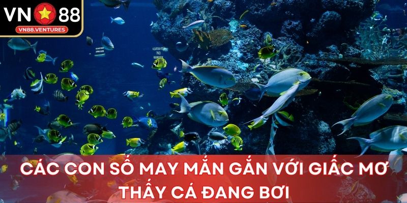 Các con số may mắn gắn với giấc mơ thấy cá đang bơi