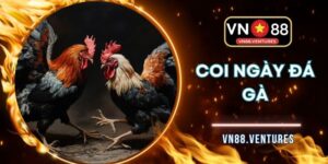 Coi Ngày Đá Gà VN88 - Bí Quyết Chọn Thời Điểm Chuẩn Xác
