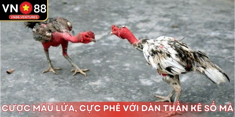 Cược máu lửa, cực phê với dàn thần kê số má