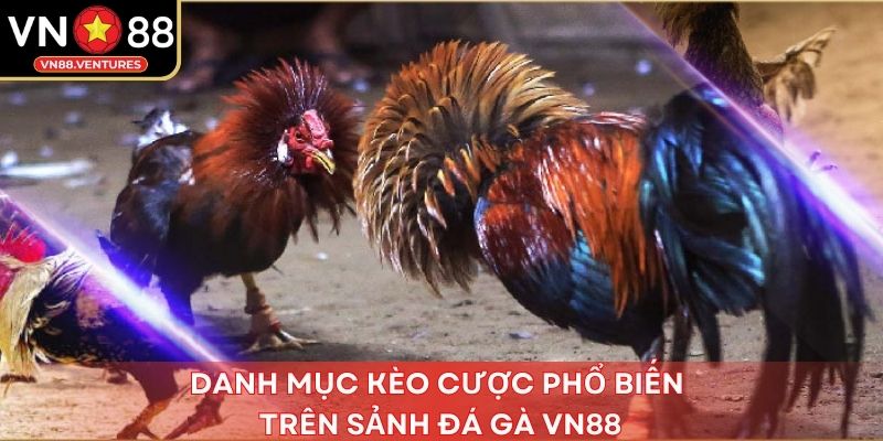 Danh mục kèo cược phổ biến trên sảnh đá gà Vn88 Danh mục kèo cược phổ biến trên sảnh đá gà Vn88