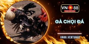 Gà Chọi Đá VN88 - Đặt Cược Cực Gắt, Nổ Thưởng Liền Tay