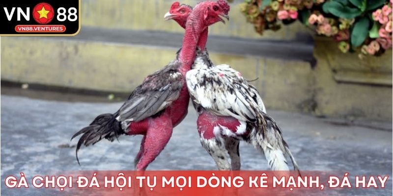 Gà chọi đá hội tụ mọi dòng kê mạnh, đá hay