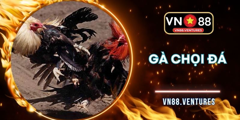 Gà Chọi Đá VN88 - Đặt Cược Cực Gắt, Nổ Thưởng Liền Tay