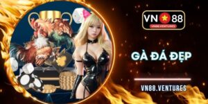 Gà Đá Đẹp Tại VN88 - Cuồng Nhiệt Cùng Những Thần Kê