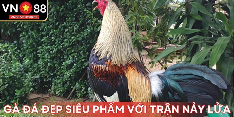Gà đá đẹp siêu phẩm với các trận đấu nảy lửa Gà đá đẹp siêu phẩm với các trận đấu nảy lửa