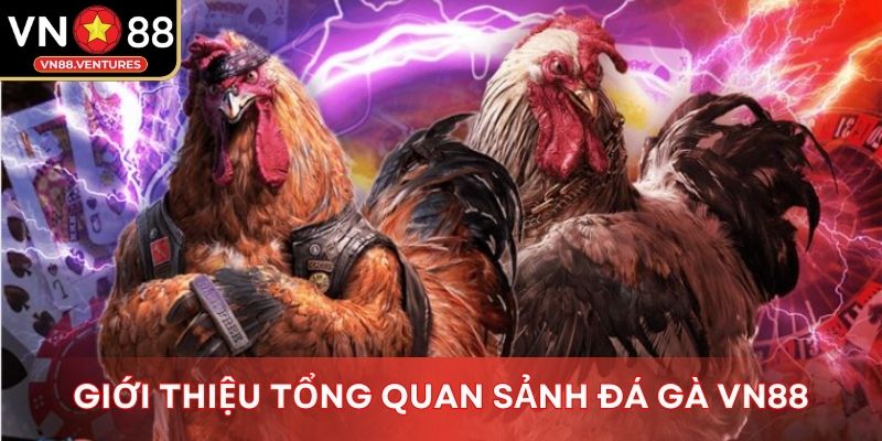 Giới thiệu tổng quan sảnh đá gà Vn88 Giới thiệu tổng quan sảnh đá gà Vn88