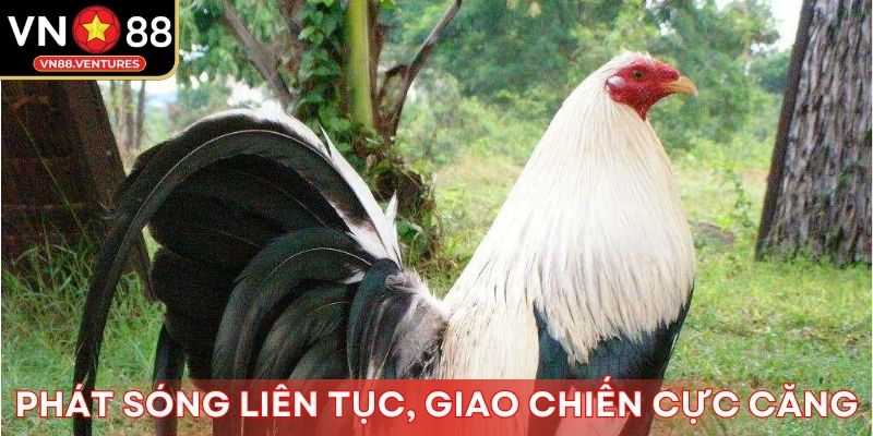 Phát sóng liên tục, giao chiến cực căng Phát sóng liên tục, giao chiến cực căng
