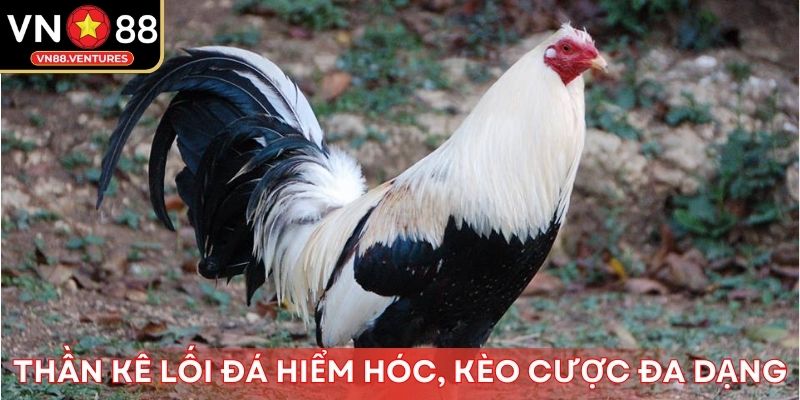 Thần kê lối đá hiểm hóc, kèo cược đa dạng Thần kê lối đá hiểm hóc, kèo cược đa dạng