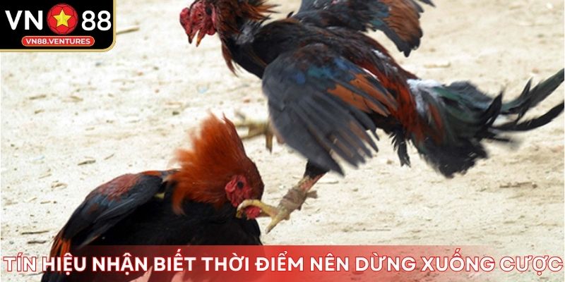 Tín hiệu nhận biết thời điểm nên dừng xuống cược