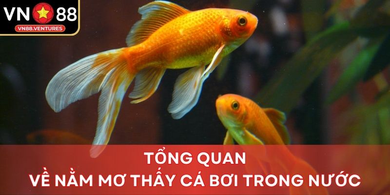 Tổng quan về nằm mơ thấy cá bơi trong nước