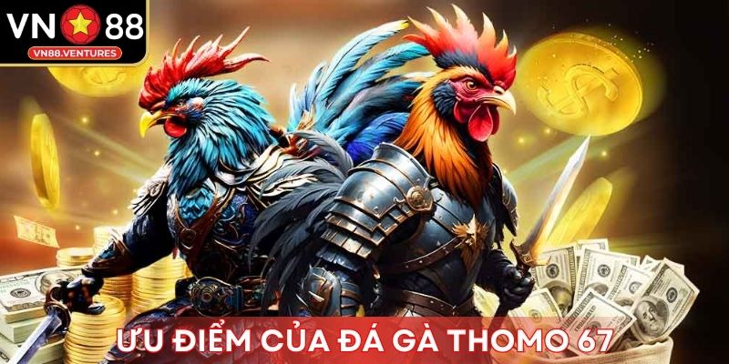 Ưu điểm của đá gà Thomo 67 Ưu điểm của đá gà Thomo 67