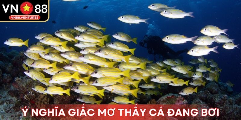 Ý nghĩa giấc mơ thấy cá đang bơi
